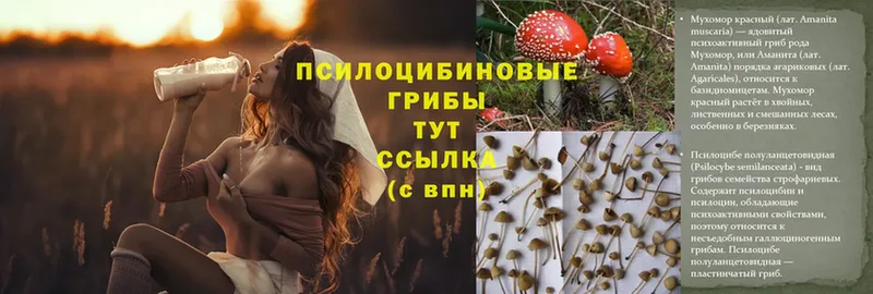 дарк нет состав  Батайск  Галлюциногенные грибы Psilocybe 